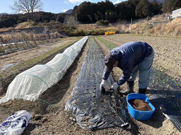 追肥(乾燥鶏糞)の仕方を示される堀井会長