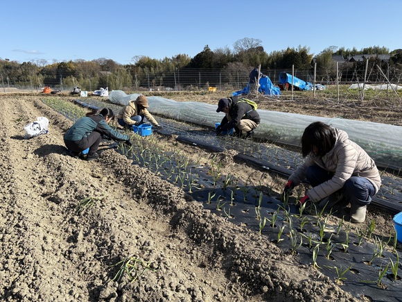 みんなで追肥作業開始。みんなでするので会話が弾みます
