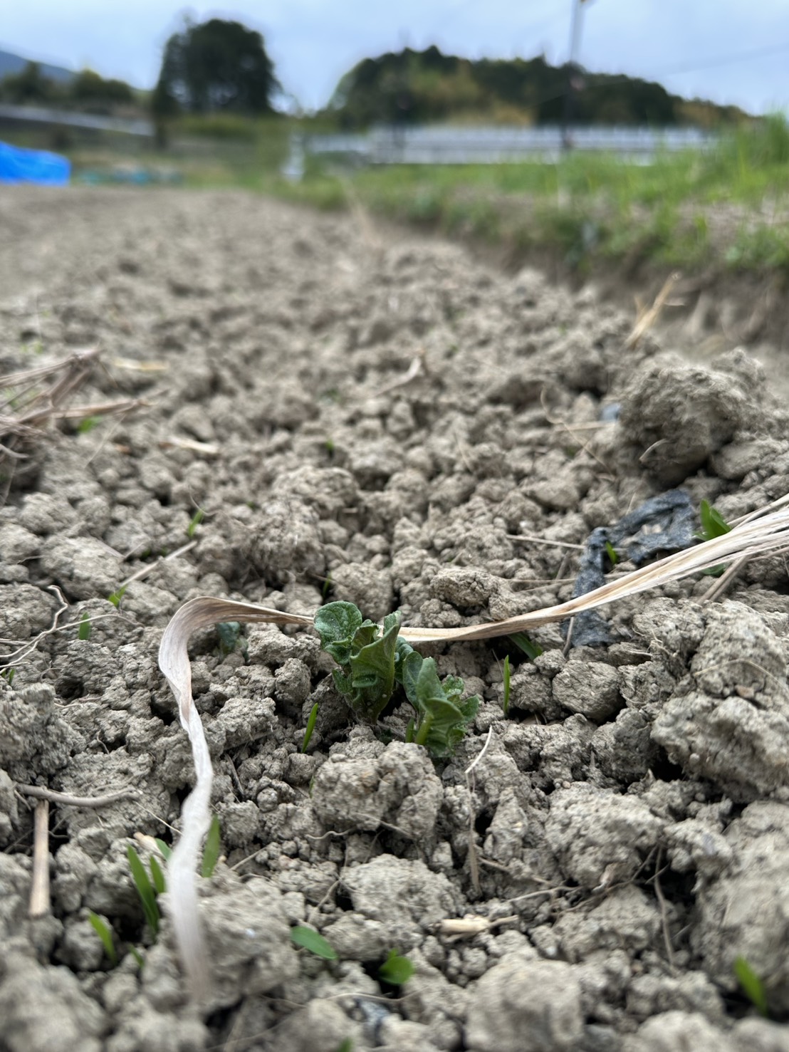 じゃがいもの芽がでました！ | 仰木地域共生協議会